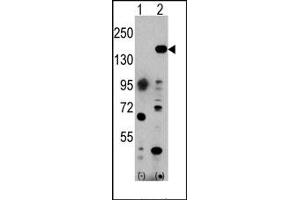 Image no. 1 for anti-Euchromatic Histone-Lysine N-Methyltransferase 1 (EHMT1) (C-Term) antibody (ABIN356542)