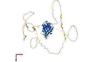 RBMS3 Protein (AA 1-437) (His tag)