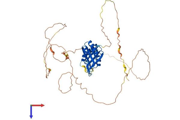 RBMS3 Protein (AA 1-437) (His tag)