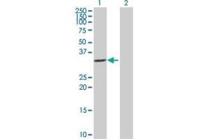 Western Blot analysis of IL1B expression in transfected 293T cell line by IL1B MaxPab polyclonal antibody. (IL-1 beta Antikörper  (AA 1-269))