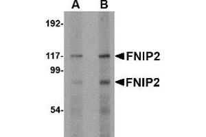 Western Blotting (WB) image for anti-Folliculin Interacting Protein 2 (FNIP2) (C-Term) antibody (ABIN1030400) (FNIP2 Antikörper  (C-Term))