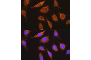 Immunofluorescence analysis of L929 cells using MUT Rabbit pAb (ABIN1680932, ABIN3018357, ABIN3018358 and ABIN6220443) at dilution of 1:100 (40x lens). (MUT Antikörper  (AA 451-750))