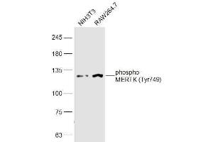 Lane 1: NIH3T3 lysates Lane 2: RAW264. (MERTK Antikörper  (pTyr749))