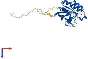Rab5c Protein (AA 1-216) (His tag)