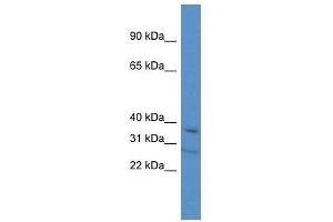 Western Blot showing Tcea3 antibody used at a concentration of 1. (TCEA3 Antikörper  (C-Term))