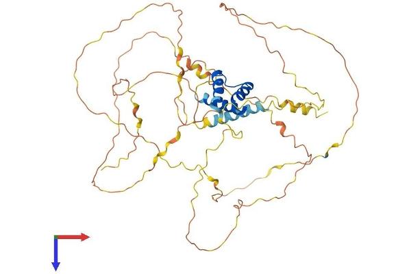 IRX3 Protein (AA 1-507) (His tag)
