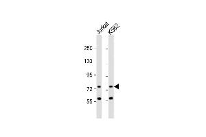 All lanes : Anti-ATG16L2 Antibody (Center ) at 1:1000 dilution Lane 1: Jurkat whole cell lysate Lane 2: K562 whole cell lysate Lysates/proteins at 20 μg per lane. (ATG16L2 Antikörper  (AA 277-304))