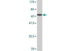 Western Blot detection against Immunogen (67. (RAGE Antikörper  (AA 23-404))