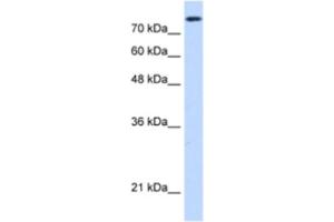 Western Blotting (WB) image for anti-Non-SMC Condensin I Complex, Subunit H (NCAPH) antibody (ABIN2462960) (NCAPH Antikörper)