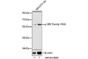anti-Src Family (pTyr416) antibody