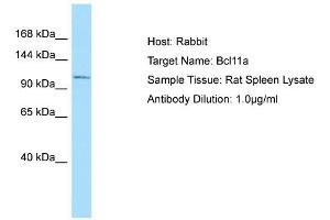 Host: Rabbit  Target Name: Bcl11a  Sample Tissue: Rat Spleen lysates  Antibody Dilution: 1. (BCL11A Antikörper  (N-Term))