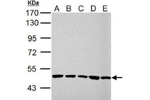 WB Image UQCRC1 antibody detects UQCRC1 protein by western blot analysis. (UQCRC1 Antikörper)