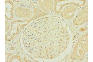 Immunohistochemistry of paraffin-embedded human kidney tissue using ABIN7156183 at dilution of 1:100 (RNASE9 Antikörper  (AA 27-205))