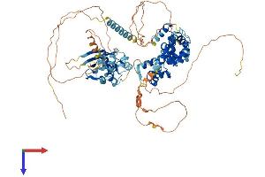 SATB2 Protein (AA 1-733) (His tag)