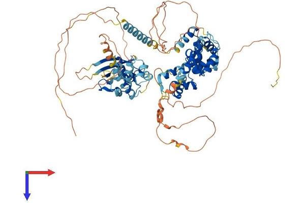 SATB2 Protein (AA 1-733) (His tag)