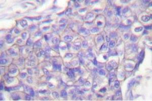 Image no. 2 for anti-CD40 (CD40) antibody (ABIN271944) (CD40 Antikörper)
