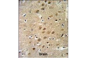 KCNG3 Antibody (N-term) (ABIN651145 and ABIN2840097) IHC analysis in formalin fixed and paraffin embedded human brain tissue followed by peroxidase conjugation of the secondary antibody and DAB staining. (KCNG3 Antikörper  (N-Term))