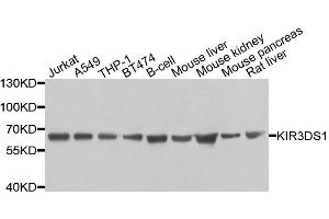 Western blot analysis of extracts of various cell lines, using KIR3DS1 antibody.