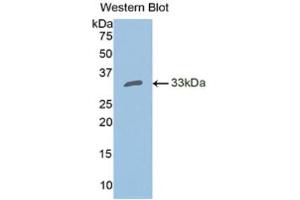 Western Blotting (WB) image for anti-Carbonic Anhydrase II (CA2) (AA 1-260) antibody (ABIN1858207) (CA2 Antikörper  (AA 1-260))