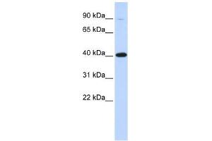 ZFP42 antibody used at 1. (ZFP42 Antikörper  (Middle Region))