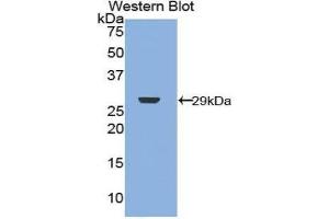 Western Blotting (WB) image for anti-Neurofibromin 2 (NF2) (AA 30-239) antibody (ABIN1859996)