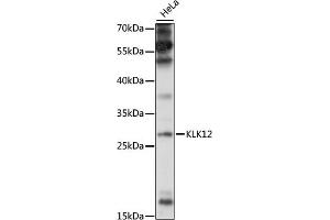 Kallikrein 12 抗体  (AA 18-150)