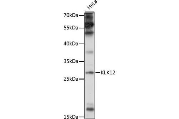Kallikrein 12 antibody  (AA 18-150)