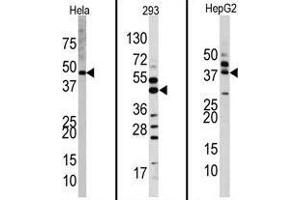 Western blot analysis of anti-MAPK1 Antibody (Center) Pab in Hela, 293, and HepG2 cell line lysates. (ERK2 Antikörper  (Middle Region))