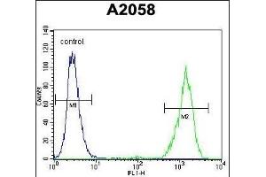 RAB10 Antibody (Center) (ABIN656106 and ABIN2845448) flow cytometric analysis of  cells (right histogram) compared to a negative control cell (left histogram). (RAB10 Antikörper  (AA 89-117))