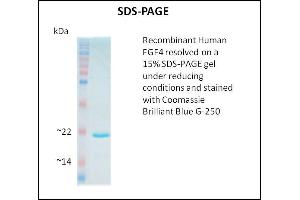 SDS-PAGE (SDS) image for Fibroblast Growth Factor 4 (FGF4) (Active) protein (ABIN5509808)