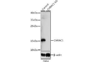 Western blot analysis of extracts from normal (control) and CHR knockout (KO) HeLa cells, using CHR antibody (ABIN7266355) at 1:1000 dilution. (CHRAC1 Antikörper  (AA 1-131))