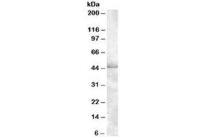 Western blot testing of HeLa lysate with MBNL1 antibody at 1ug/ml. (MBNL1 Antikörper)