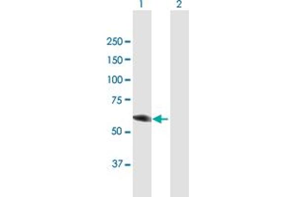 DPYSL3 antibody  (AA 1-570)
