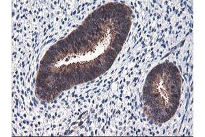 Image no. 9 for anti-F-Box Protein 21 (FBXO21) antibody (ABIN1498231) (FBXO21 Antikörper)