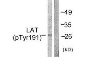 Western Blotting (WB) image for anti-Linker For Activation of T Cells (LAT) (AA 191-240), (pTyr191) antibody (ABIN1531336)