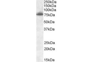 Image no. 1 for anti-delta-Like 1 (DLL1) (Internal Region) antibody (ABIN375140) (DLL1 Antikörper  (Internal Region))