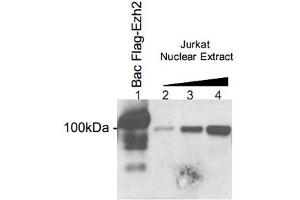 Western blot analysis using the Ezh2 polyclonal antibody . (EZH2 Antikörper  (AA 1-343))