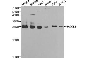 Western blot analysis of extracts of various cell lines, using MAD2L1 antibody (ABIN5970848) at 1/1000 dilution. (MAD2L1 Antikörper)