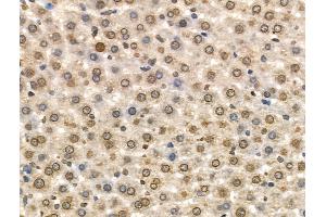 Phospho-MCM2 (Ser108) Antibody at 1/100 staining Rat liver tissue by IHC-P. (MCM2 Antikörper  (pSer108))