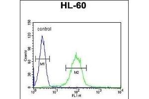 CHST2 Antibody (Center) (ABIN654661 and ABIN2844357) flow cytometric analysis of HL-60 cells (right histogram) compared to a negative control cell (left histogram). (CHST2 Antikörper  (AA 309-335))