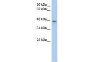 Image no. 1 for anti-Lix1 Homolog Like (LIX1L) (AA 71-120) antibody (ABIN6743730) (LIX1L Antikörper  (AA 71-120))