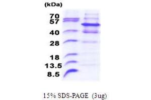 SDS-PAGE (SDS) image for Pellino Homolog 2 (Drosophila) (PELI2) (AA 1-420) protein (His tag) (ABIN5853851) (PELI2 Protein (AA 1-420) (His tag))