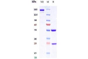 Anti-LAMP1 / CD107a Reference Antibody ( SAR428926) on SDS-PAGE under reducing (R) condition.
