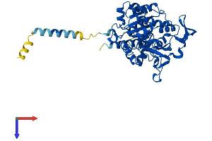 GCNT1 Protein (AA 1-428) (His tag)
