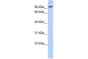 WB Suggested Anti-NOTCH2 Antibody Titration:  0. (NOTCH2 Antikörper  (Middle Region))