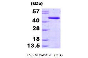 Adenosine Kinase (ADK) (AA 22-362) protein (His tag)