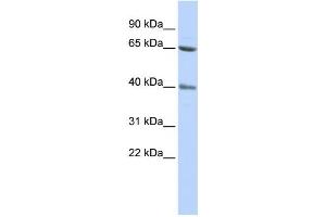 Western Blotting (WB) image for anti-Zinc Finger Protein 192 (ZNF192) antibody (ABIN2458170) (ZNF192 Antikörper)