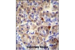 SPRED3 antibody (N-term) (ABIN654220 and ABIN2844058) immunohistochemistry analysis in formalin fixed and paraffin embedded human pancreas tissue followed by peroxidase conjugation of the secondary antibody and DAB staining. (SPRED3 Antikörper  (N-Term))