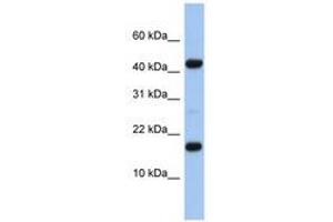 Image no. 1 for anti-Chromosome 5 Open Reading Frame 64 (C5ORF64) (N-Term) antibody (ABIN6741369) (C5ORF64 Antikörper  (N-Term))