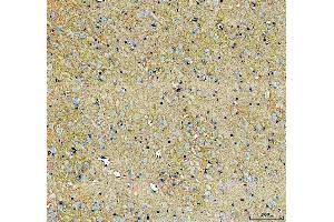 IHC analysis of SLC6A1 using anti-SLC6A1 antibody (ABIN5518957). (SLC6A1 Antikörper  (N-Term))